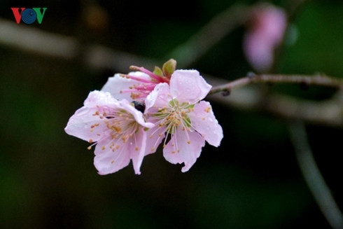 Tết nguyên đán đã ăn sâu trong tiềm thức người Việt. Tết nguyên đán đã ăn sâu trong tiềm thức người Việt.