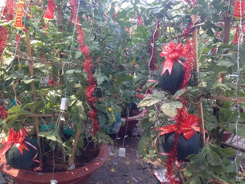 Những trái dưa cảnh được kết hoa đỏ đẹp mắt