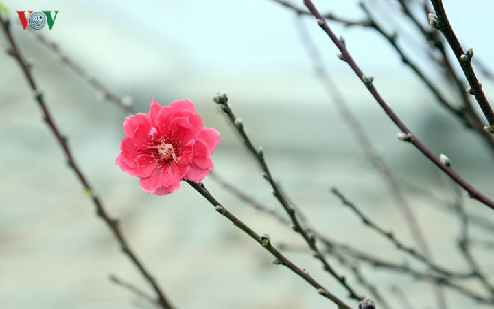 Tại con phố này không chỉ trồng những loại đào truyền thống như giống bích đào, đào phai mà còn được trồng rất nhiều giống khác như đào rừng, đào cổ,...