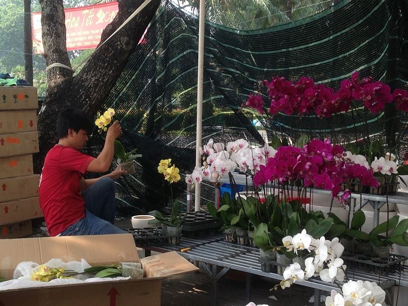  Một nhà vườn đang dọn hàng phong lan bán tết
