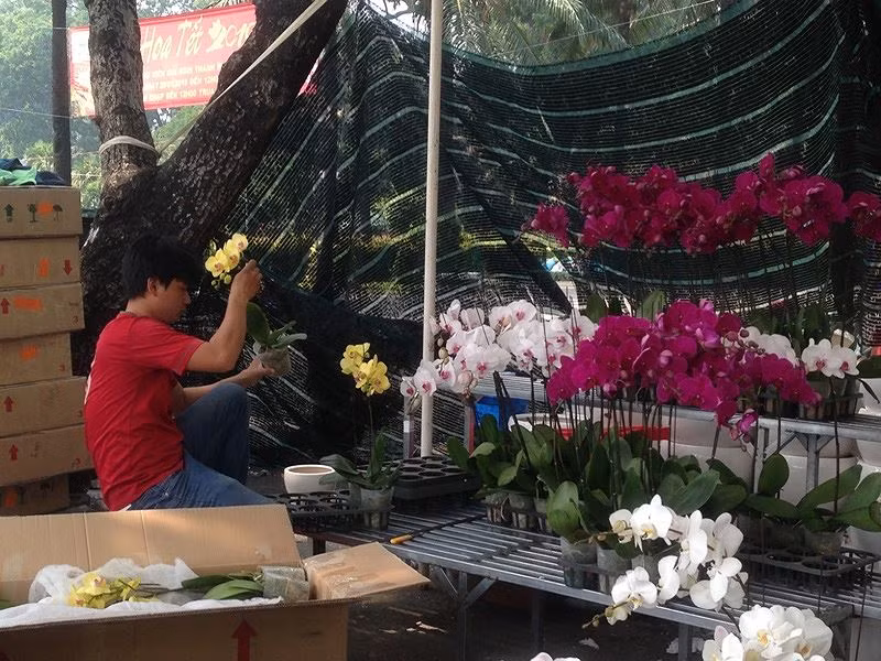  Một nhà vườn đang dọn hàng phong lan bán tết