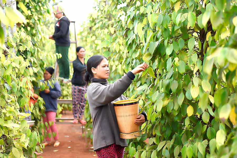 Nông nghiệp-nông thôn vẫn là thị trường hút vốn mạnh nhất, được các ngân hàng ưu tiên nguồn lực đầu tư. Ảnh: Đức Thụy  Nông nghiệp-nông thôn vẫn là thị trường hút vốn mạnh nhất, được các ngân hàng ưu tiên nguồn lực đầu tư. Ảnh: Đức Thụy