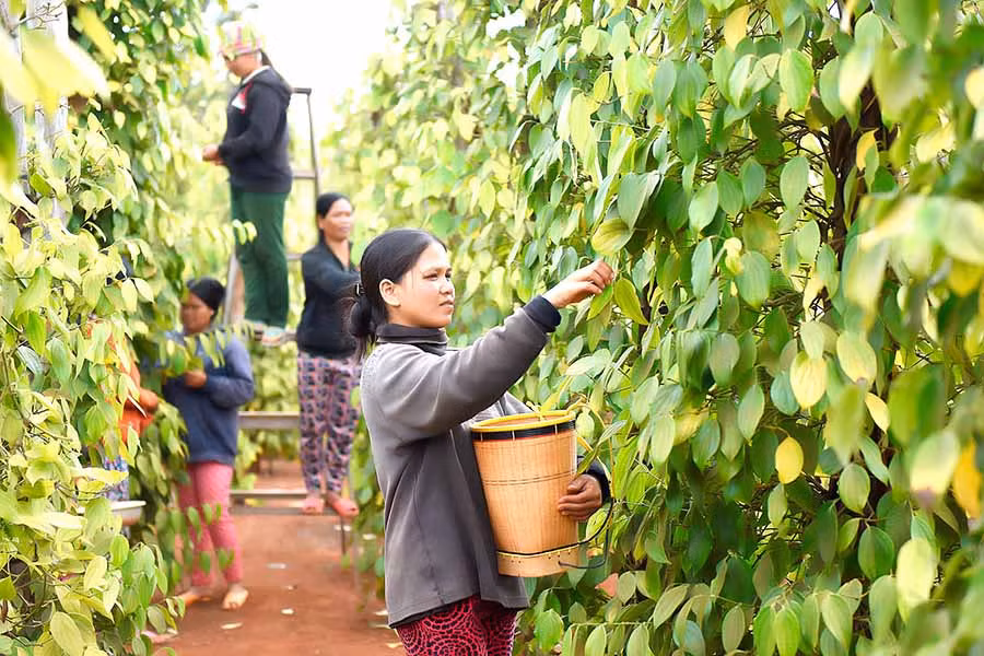  Nông nghiệp-nông thôn vẫn là thị trường hút vốn mạnh nhất, được các ngân hàng ưu tiên nguồn lực đầu tư. Ảnh: Đức Thụy