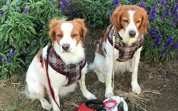 Một số người còn đưa thú cưng đi dạo và cho chúng chụp ảnh bên những luống hoa. 