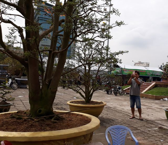 Gốc mai có 5 thân