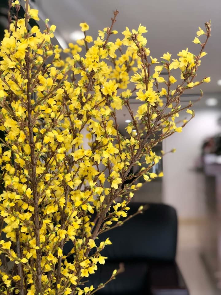  2-3 năm nay, nhiều gia đình thích chơi mai Mỹ ngày Tết