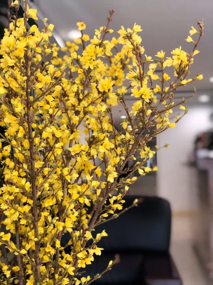  2-3 năm nay, nhiều gia đình thích chơi mai Mỹ ngày Tết