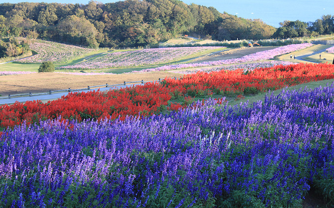 Công viên hoa Awaji Hanasajiki nằm trên đỉnh đồi của đảo Awaji (ở tỉnh Hyogo, Nhật Bản) nhìn ra vịnh Osaka. Hòn đảo có diện tích 592 km2, phần lớn diện tích là công viên, cây xanh. 
