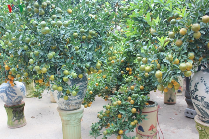  Tại vựa cây cảnh Văn Giang, Hưng Yên, không chỉ có những loại cây khủng, mà còn nhiều dáng quất bonsai loại nhỏ, vừa túi tiền của người dân, giá thành giao động từ 500.000 đến vài triệu đồng.