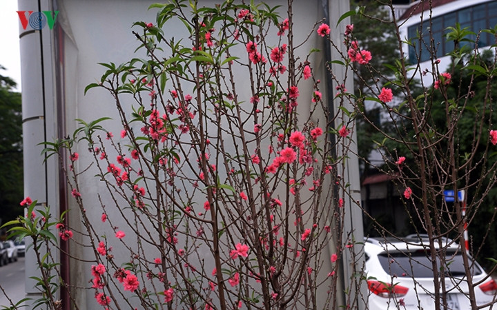  Mặc dù mới 2/12/2018 âm lịch nhưng những cánh đào vẫn đang ở độ khoe sắc lung linh...