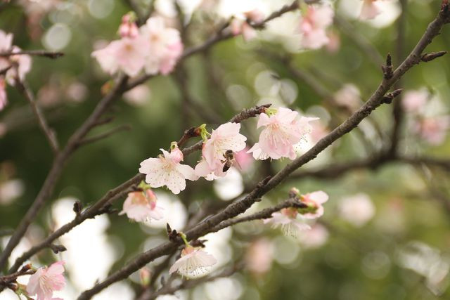 Những bông hoa anh đào khoe sắc tại công viên Nghĩa Đô (Hà Nội)