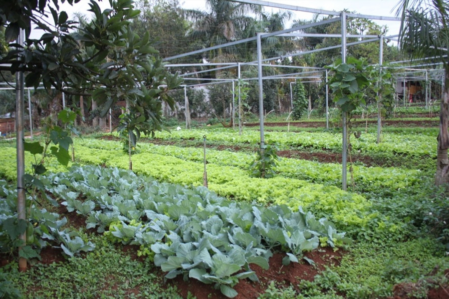 Rau ở đây không dùng phân bón, thuốc thực vật.