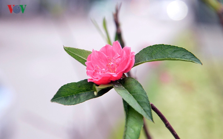 Hàng năm tại con phố này luôn được bầy bán rất nhiều loại hoa đào và các loại cây cảnh chơi Tết thu hút rất nhiều người đổ về đây mua bán tấp nập.