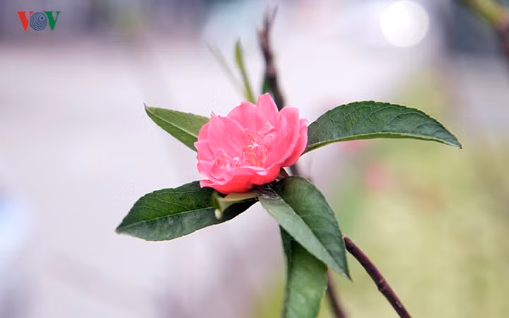 Hàng năm tại con phố này luôn được bầy bán rất nhiều loại hoa đào và các loại cây cảnh chơi Tết thu hút rất nhiều người đổ về đây mua bán tấp nập.