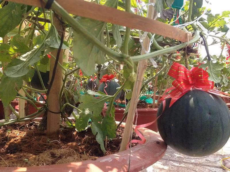 Mỗi trái dưa nặng khoảng 1kg, mỗi chậu có từ 2-3 trái