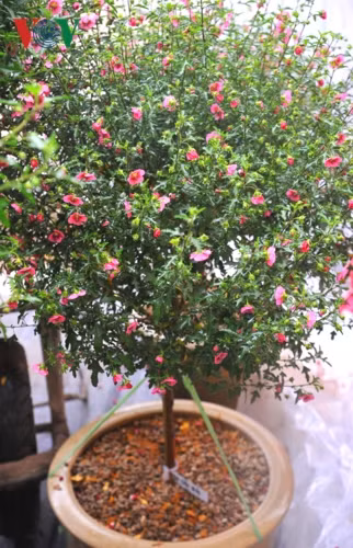 Chị Hân, chủ một siêu thị hoa cây cảnh ở khu vực làng hoa Xuân Quan (huyện Văn Giang, tỉnh Hưng Yên), cho biết loại hoa này đang được nhiều khách đặt mua về chơi Tết năm nay.