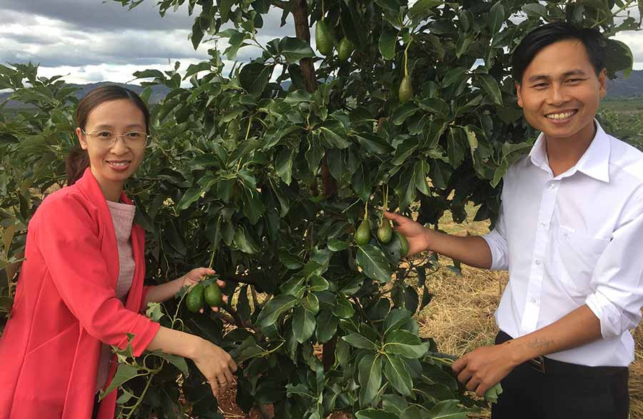 Vợ chồng chị Tâm tiên phong đưa giống bơ Hass về vùng đất Ia Grai. Ảnh: P.L  Vợ chồng chị Tâm tiên phong đưa giống bơ Hass về vùng đất Ia Grai. Ảnh: P.L