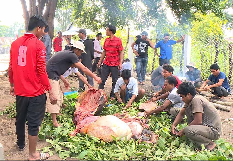  Người dân làm bò để tổ chức tang lễ. Ảnh: P.N