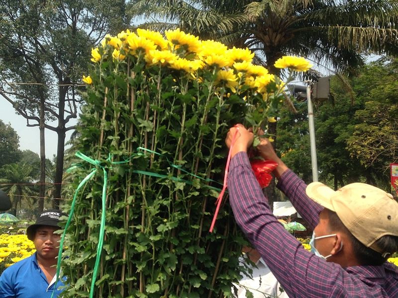 Cúc được khách mua sớm. Tùy theo số lượng cây trong chậu, loại lớn nhỏ, thời điểm hiện tại cúc được rao bán giá từ 500.000-2,5 triệu đồng/chậu.