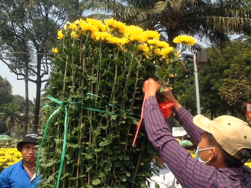 Cúc được khách mua sớm. Tùy theo số lượng cây trong chậu, loại lớn nhỏ, thời điểm hiện tại cúc được rao bán giá từ 500.000-2,5 triệu đồng/chậu.