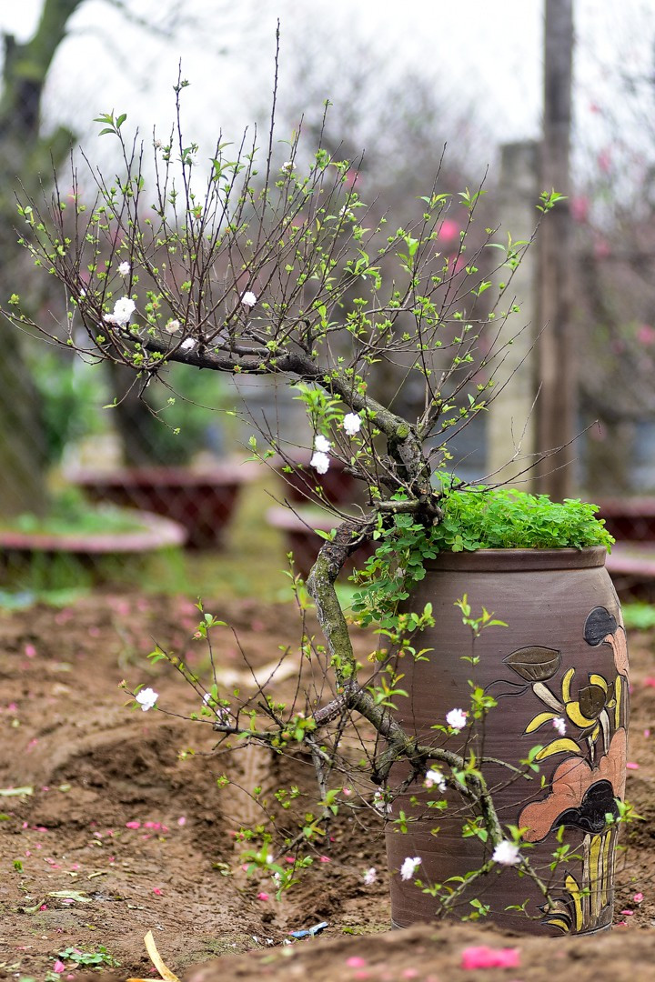  Mai trắng còn được liệt vào 