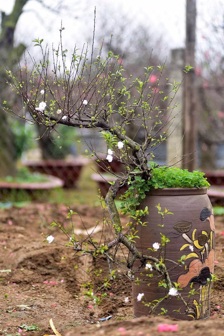  Mai trắng còn được liệt vào 