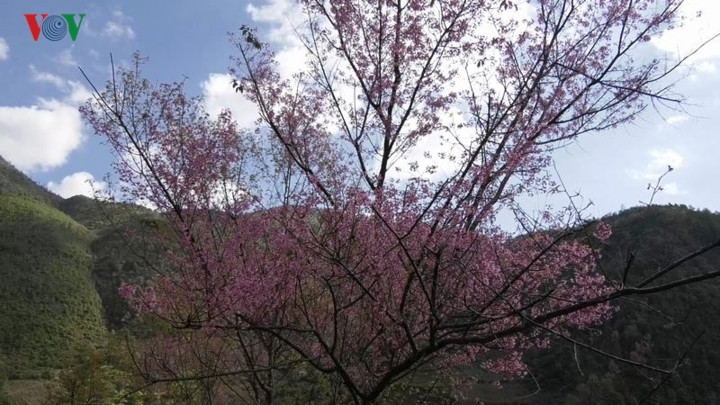 Hoa Tớ dày thường nở vào cuối năm dương lịch, trước khi hoa đào bung sắc khoảng 1 tháng