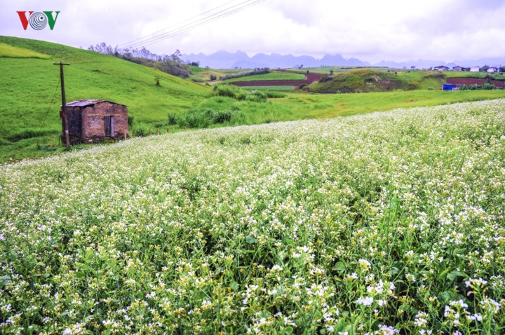  Mộc Châu (Sơn La) là điểm đến hấp dẫn suốt cả 4 mùa. Chỉ cách Hà Nội chừng 200km, mảnh đất cao nguyên này phủ sắc trắng tinh khôi khi những cơn gió lạnh mùa đông bắt đầu ùa về.