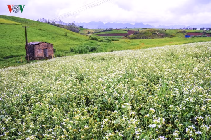  Mộc Châu (Sơn La) là điểm đến hấp dẫn suốt cả 4 mùa. Chỉ cách Hà Nội chừng 200km, mảnh đất cao nguyên này phủ sắc trắng tinh khôi khi những cơn gió lạnh mùa đông bắt đầu ùa về.
