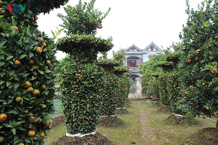 Với mong muốn đem đến những mẫu cây cảnh độc đáo, đáp ứng nhu cầu của người dân dịp Tết, nghệ nhân Nguyễn Trung Thành (Văn Giang, Hưng Yên) đã tạo thành công thế quýt lục bình khổng lồ.