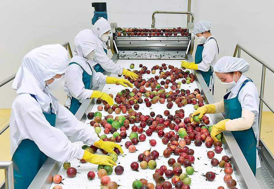  Dây chuyền xử lý hiện đại tại Trung tâm chế biến rau quả của DOVECO. Ảnh: Đ.T