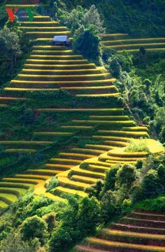 Huyện Mù Cang Chải thuộc tỉnh Yên Bái, nằm dưới chân dãy núi Hoàng Liên Sơn, ở độ cao 1.000 m so với mặt biển. Các thửa ruộng bậc thang ở ba xã La Pán Tẩn, Chế Cu Nha và Zế Xu Phình đã được Bộ VHTT và DL Việt Nam xếp hạng là danh thắng quốc gia.