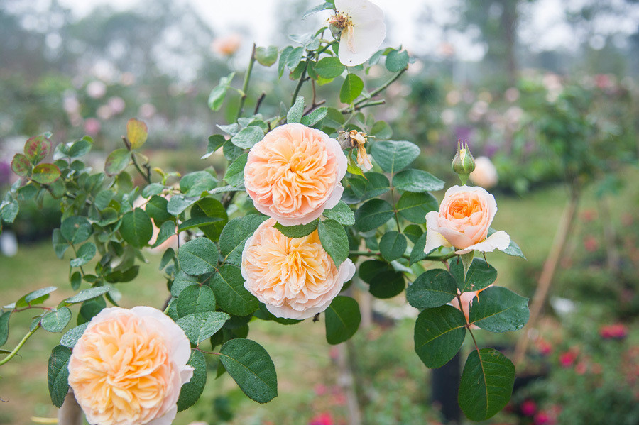 Từ ngày 21/1 đến 20/2/2019, Lễ hội hoa hồng sẽ được tổ chức tại Đại Lải, đây là hoạt động thường niên hứa hẹn sẽ trở thành điểm đến thú vị dịp Tết Nguyên đán 2019. Do được tổ chức trùng vào dịp Tết và Lễ tình nhân Valentine, lễ hội của “nữ chúa các loài hoa” năm nay sẽ có thêm nhiều hoạt động vui chơi, giải trí, khám phá dành cho khách tham quan. 