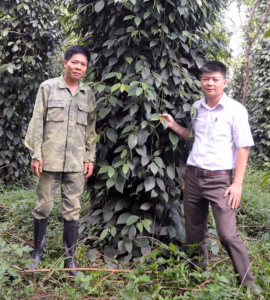 Trạm Khuyến nông huyện Đức Cơ hỗ trợ hộ nghèo trồng hồ tiêu sạch bền vững. Ảnh: Đ.Y