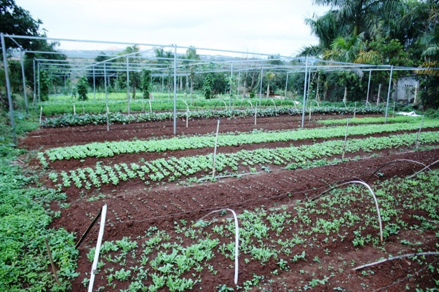 Khách tự tay chọn những món ăn cho mình, cho gia đình để thưởng thức