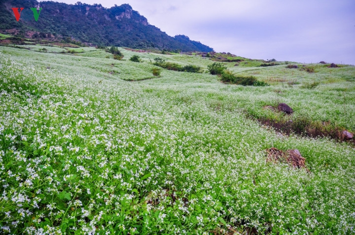 Không phải là vài cây hay vài luống, hoa cải phủ kín những sườn đồi trong sắc trắng, bạt ngàn nối tiếp nhau.