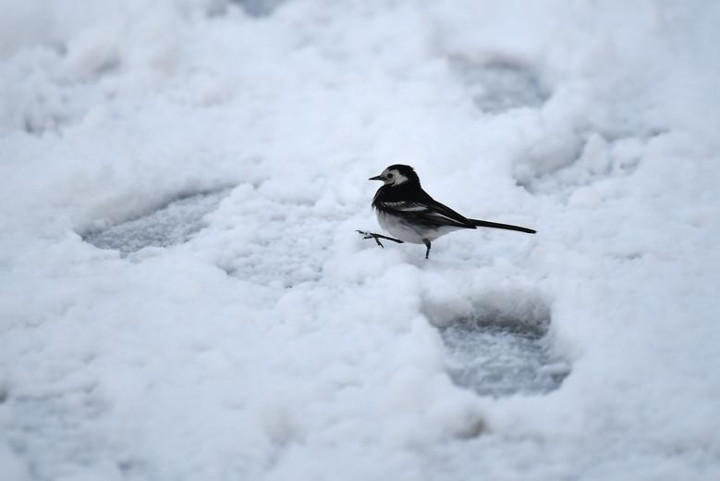 Chú chìa vôi bé nhỏ đang tản bộ trên những vết chân người in trên nền tuyết trắng ở Glenshane Pass, Bắc Ireland.