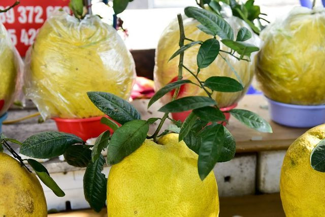  Một quả bưởi Kỳ Đà có thể để chơi Tết từ 1- 2 tháng mà không thối, hỏng