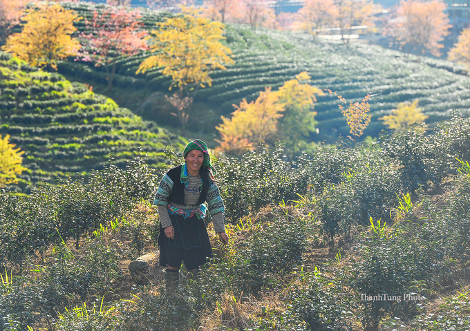 Trên đồi chè, người dân miệt mài lao động.