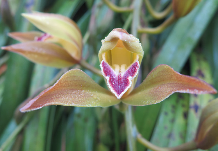 Những bông hoa tiền triệu