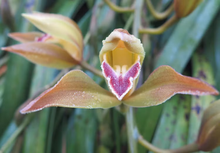 Những bông hoa tiền triệu Những bông hoa tiền triệu