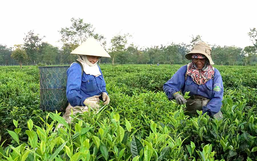  Nông sản của Gia Lai có cơ hội tiếp cận thị trường xuất khẩu mới. Ảnh: H.D