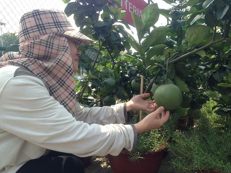 Bưởi da xanh cũng trở thành kiểng chơi tết