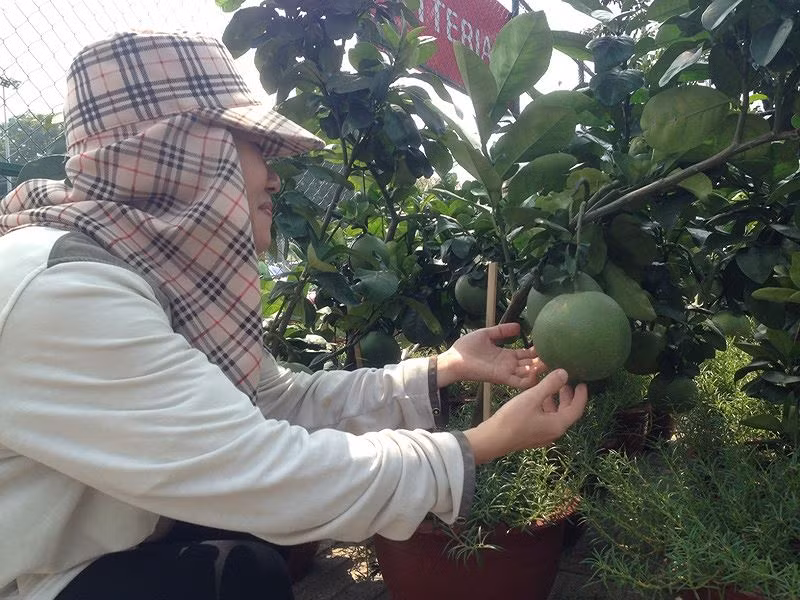 Bưởi da xanh cũng trở thành kiểng chơi tết