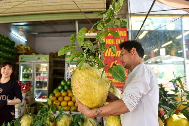  Theo chủ cửa hàng này, bưởi Kỳ Đà một năm chỉ có một vụ, từ tháng 8 âm lịch bưởi có màu xanh đến tháng 10 thì bắt đầu chín chuyển sang màu vàng óng đẹp mắt.