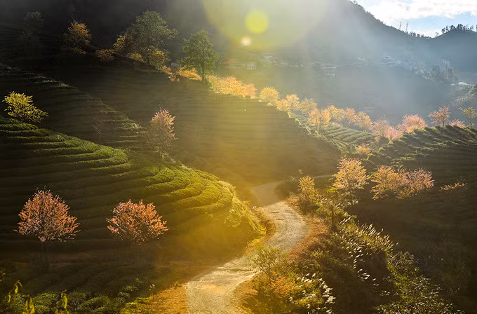 Những tia nắng đầu tiên của ngày mới chiếu lên vườn chè cũng là lúc màu sắc của những cánh hoa mai anh đào trông rực rỡ nhất.