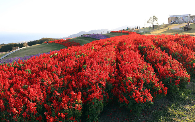 Mùa xuân, công viên trải dài những khóm hoa salvia xanh, đỏ (một loại khá giống hoa oải hương), cánh bướm, hoàng anh...