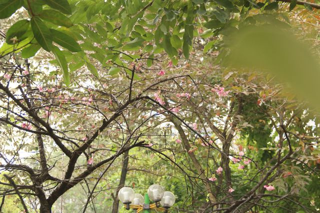 Gần chục cây hoa anh đào tại Công viên Nghĩa Đô đã bắt đầu bung nụ, khoe sắc rực rỡ trong tiết trời mùa xuân ở Hà Nội. 