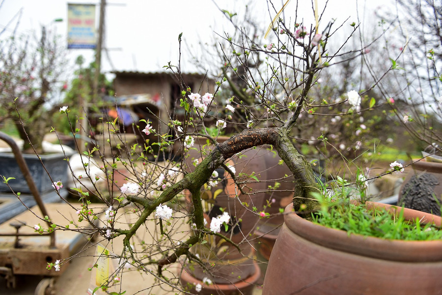 "Năm nay có nhiều nhà được nhiều nhà mất, do thời tiết, đặc biệt có nhiều nhà chết cả cây. Mưa nhiều quá cũng chết, nắng nhiều quá cũng chết" một người trồng mai chia sẻ.