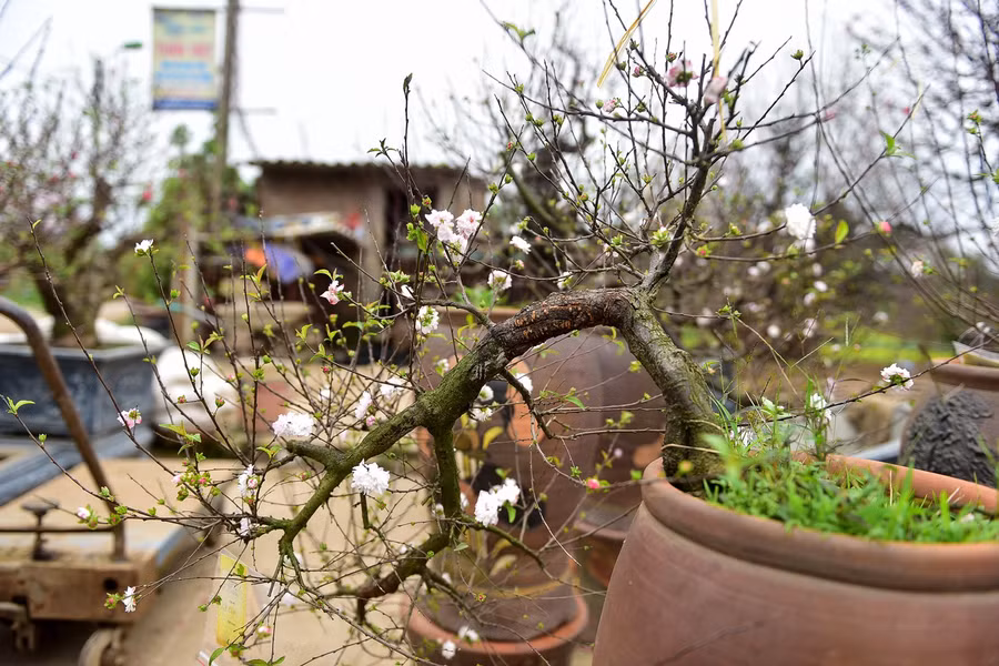 "Năm nay có nhiều nhà được nhiều nhà mất, do thời tiết, đặc biệt có nhiều nhà chết cả cây. Mưa nhiều quá cũng chết, nắng nhiều quá cũng chết" một người trồng mai chia sẻ.